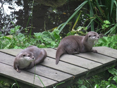 Otters at the Chestnut Centre